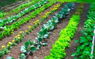 Как оформить грядки на даче и вырастить хороший урожай
