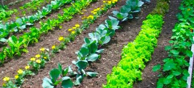 Как оформить грядки на даче и вырастить хороший урожай