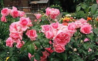 Королева клумбы: роза флорибунда